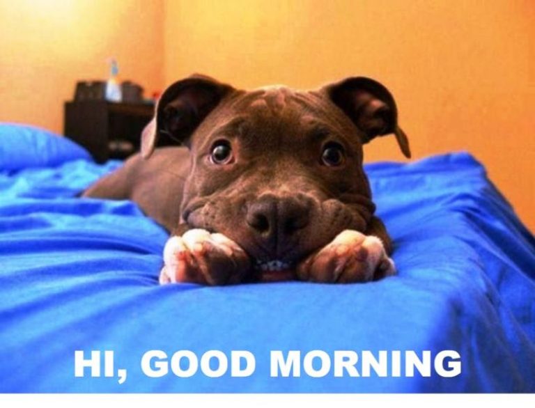 57-cute-good-morning-wishes-with-puppies