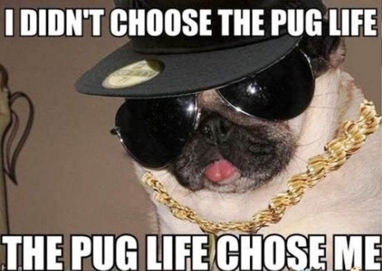 100 Amazing Pug Meme Images